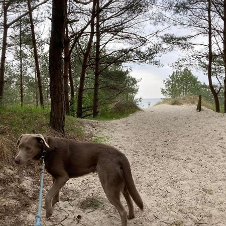 Reet Am Strand Mit Hund Karlshagen Bagian luar foto
