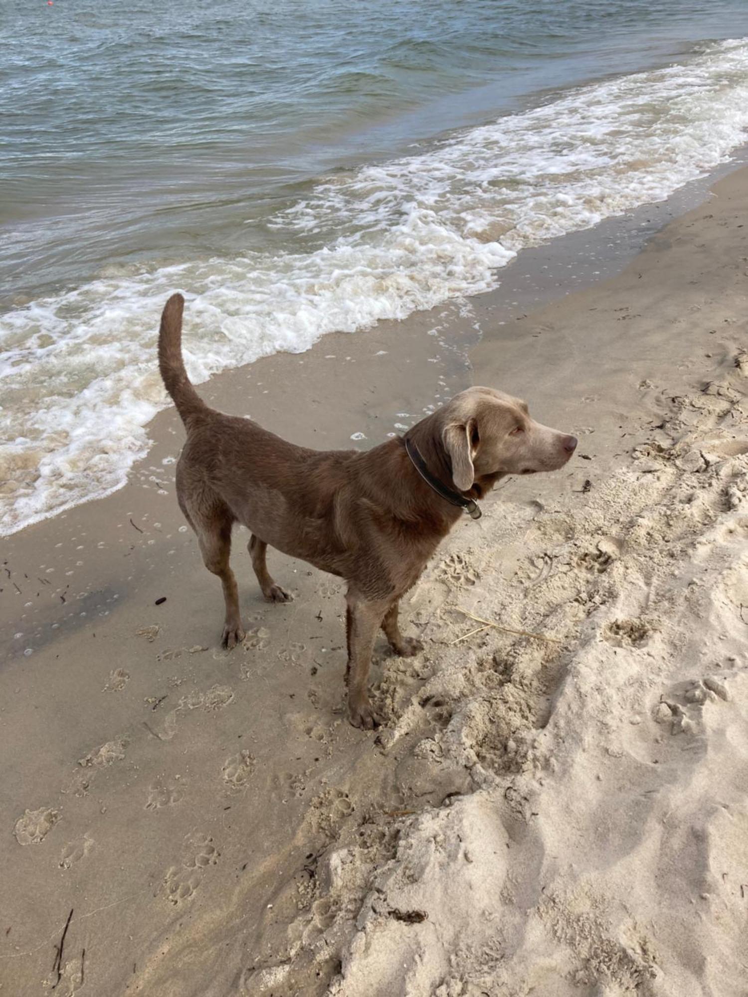 Reet Am Strand Mit Hund Karlshagen Bagian luar foto