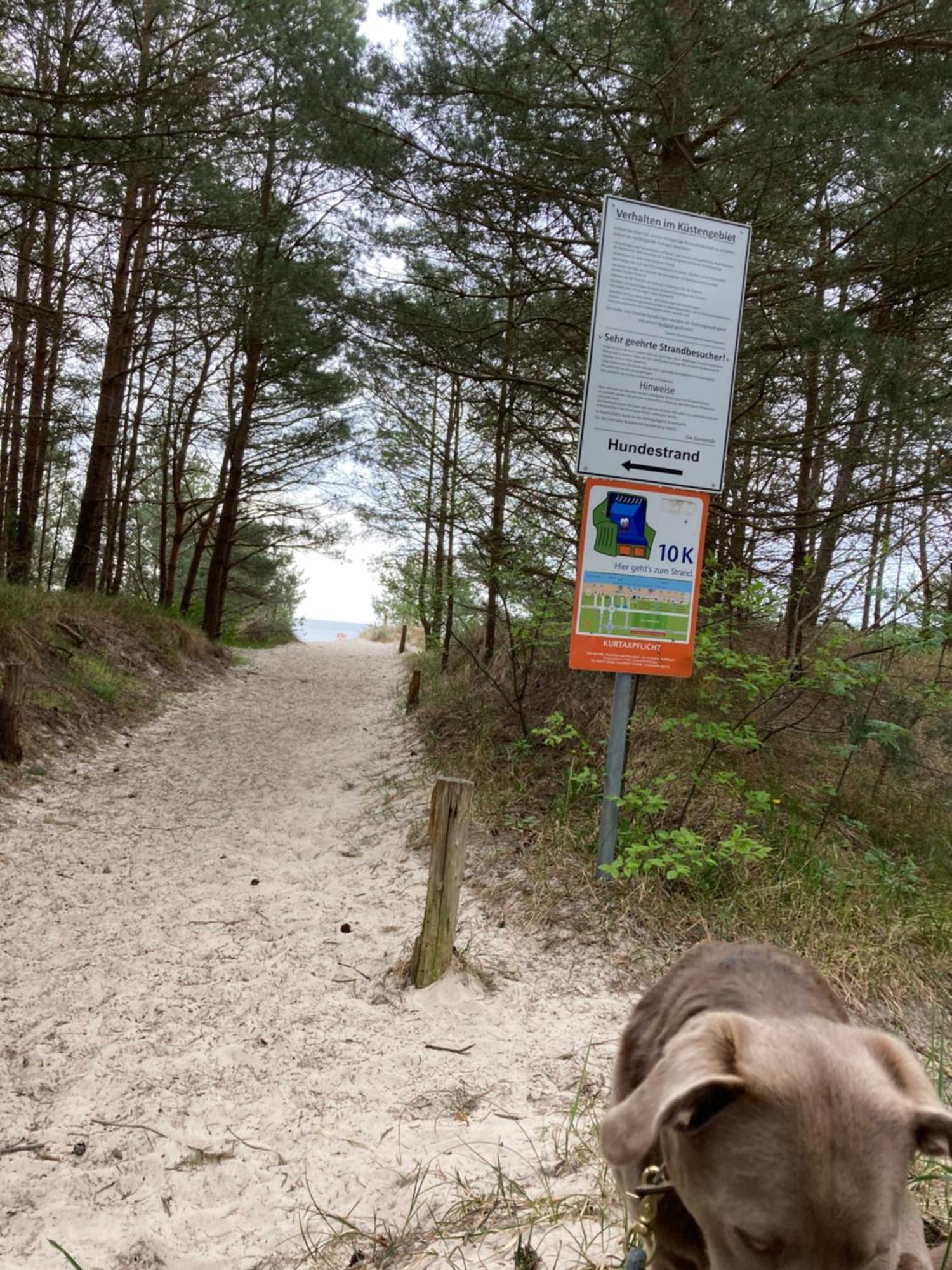 Reet Am Strand Mit Hund Karlshagen Bagian luar foto