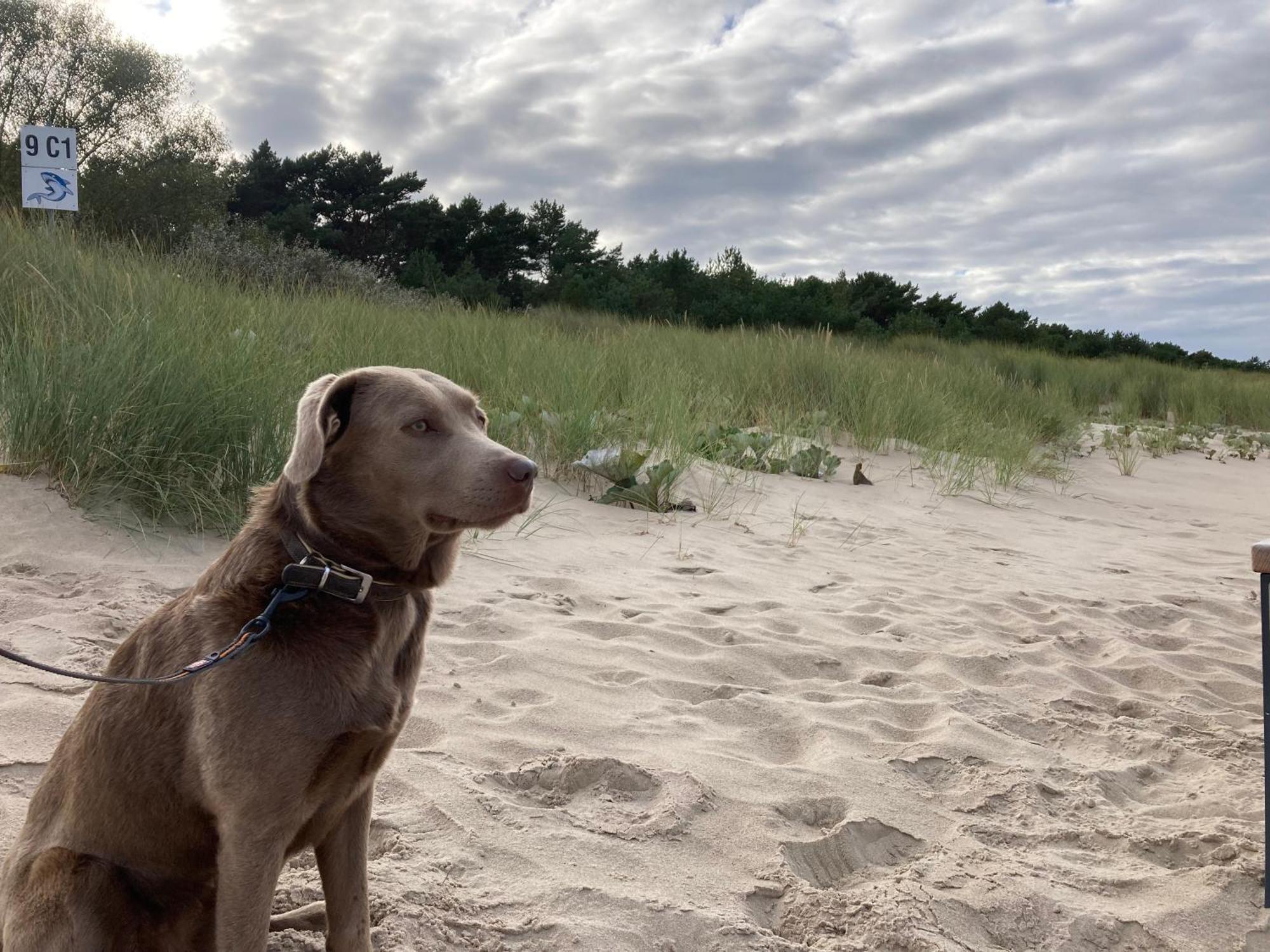 Reet Am Strand Mit Hund Karlshagen Bagian luar foto