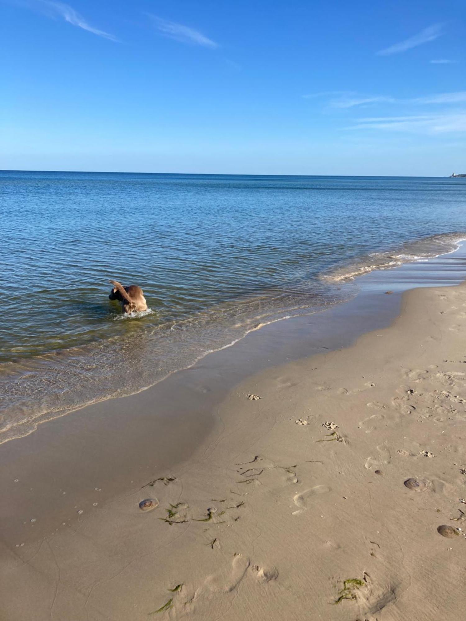Reet Am Strand Mit Hund Karlshagen Bagian luar foto