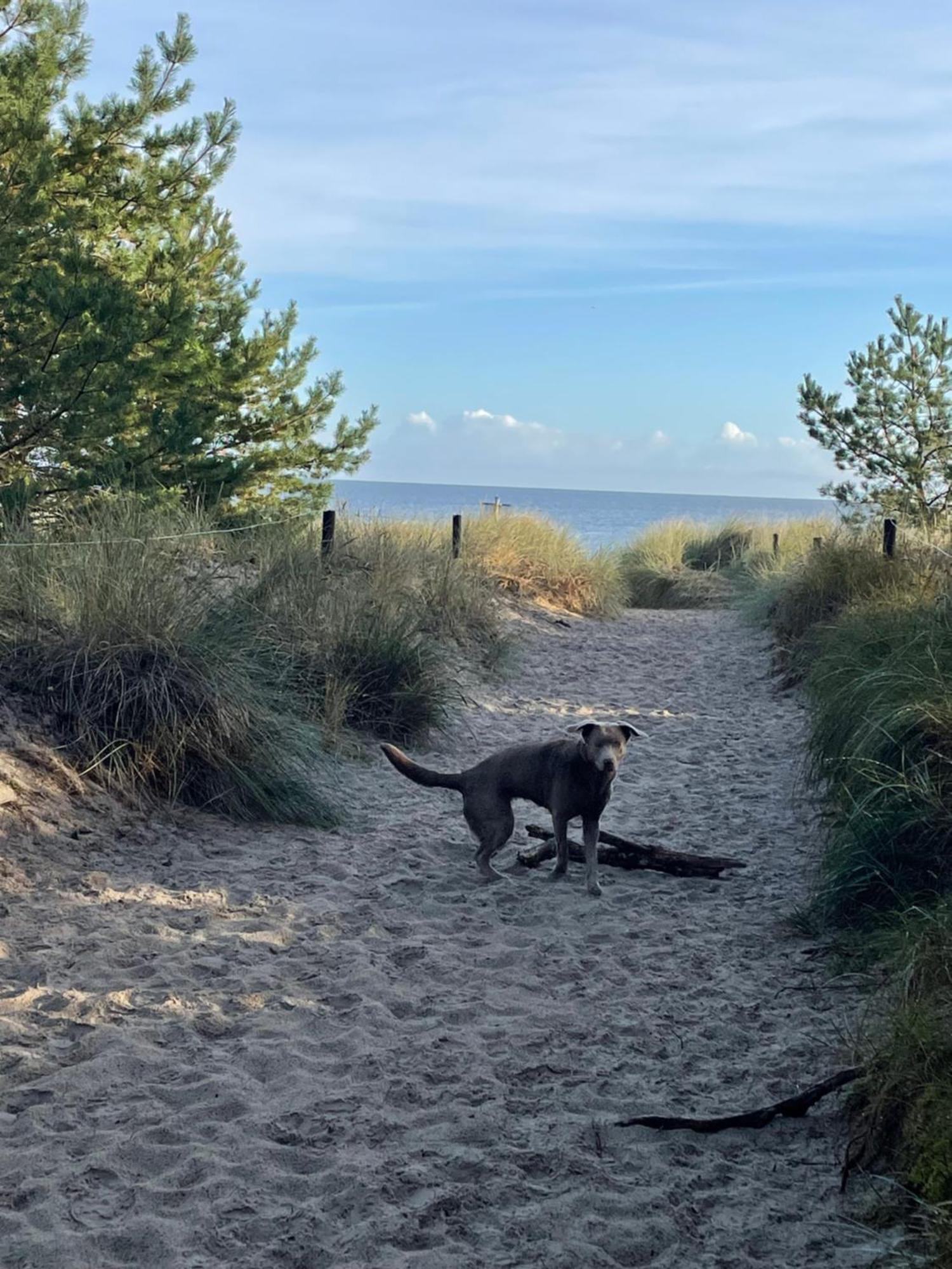 Reet Am Strand Mit Hund Karlshagen Bagian luar foto